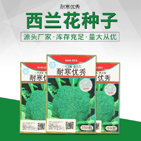 四季西蘭花種子