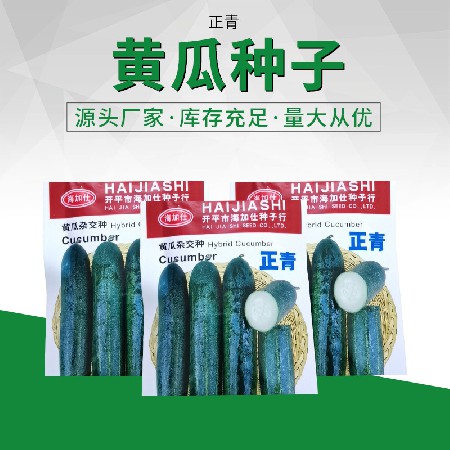 黃瓜雜交種子