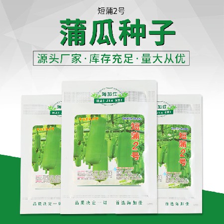 短蒲2號(hào)蒲瓜種子
